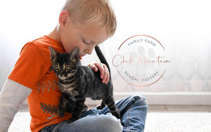 bengal kittens for sale